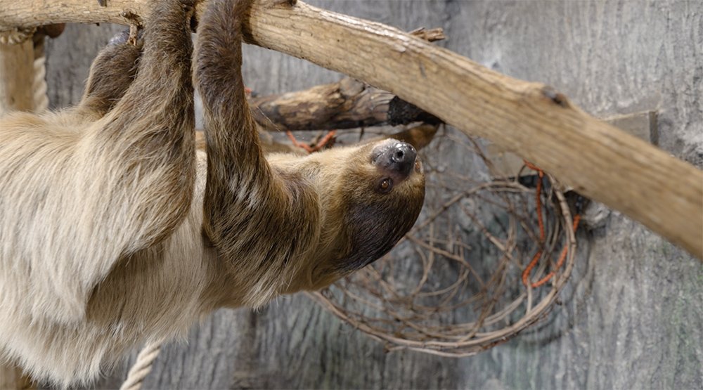 Behind-the-Scenes Sloth Experience