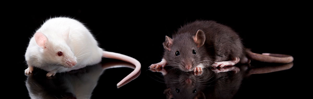 Experiment Shows How We Lost Our Tails?