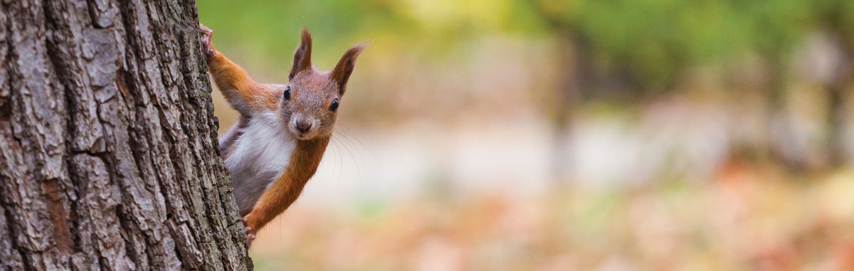 Not-So-Nutty Squirrels