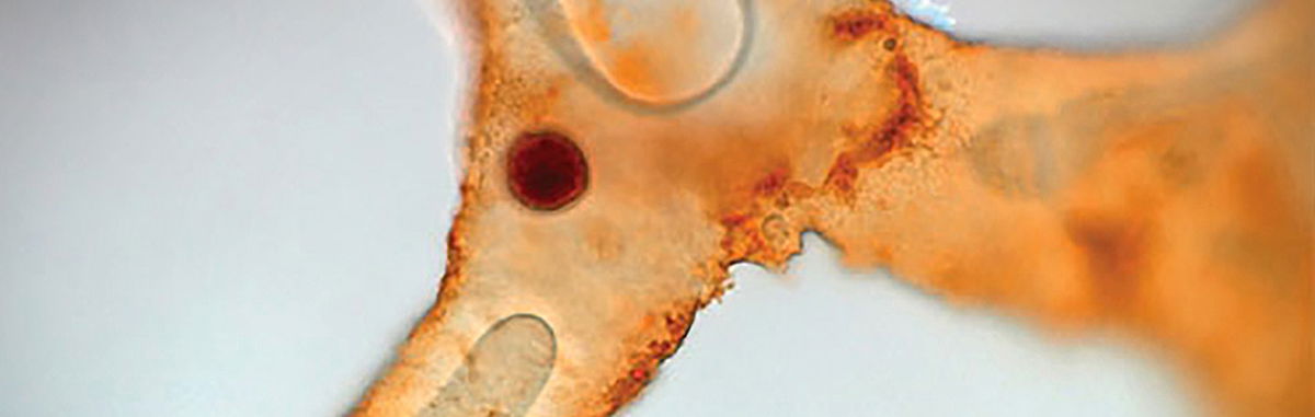 Dinosaur Soft Tissue