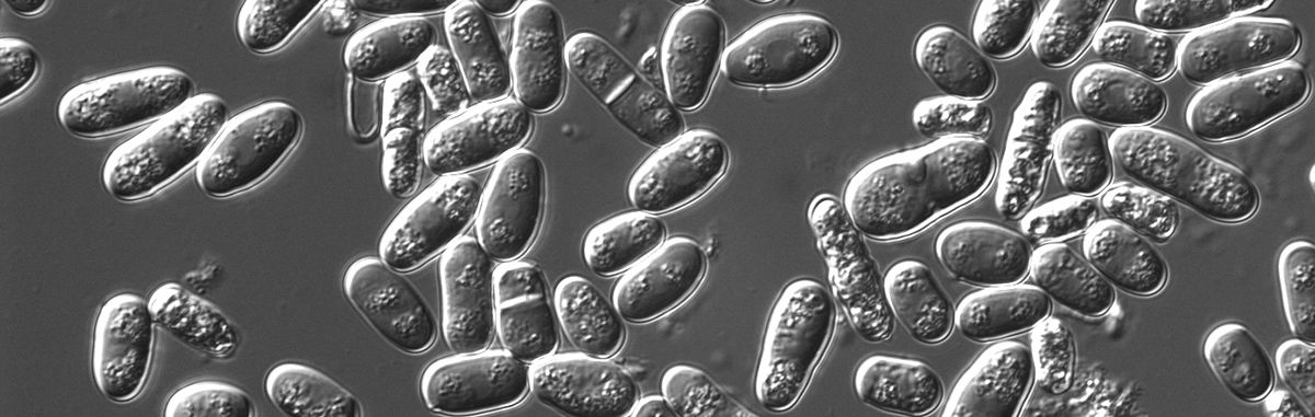 The Power of Yeast