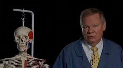 Vestigial Organs—Evidence for Evolution?