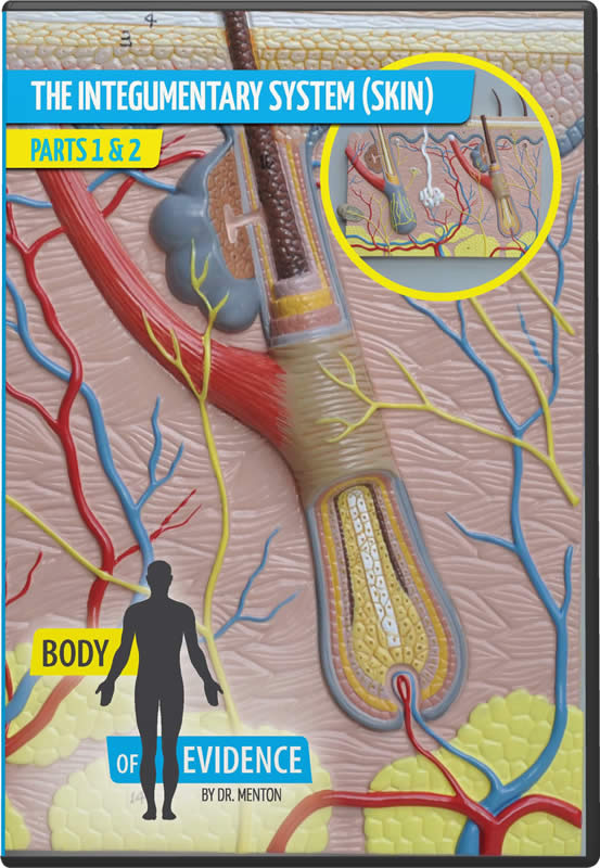 integumentary system body for kids