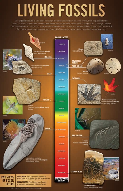 Living Fossils Wall Chart (PDF) | Answers in Genesis