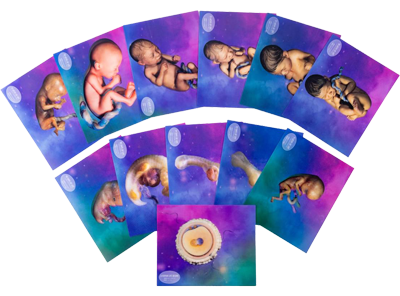 Fearfully and Wonderfully Made 3D Lenticular Image Set